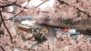 Sakura di Sungai Ooka, Kanagawa