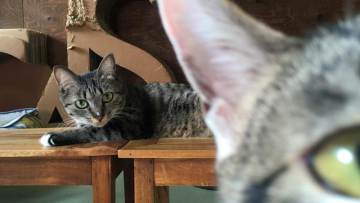 Neko-Chan (https://necotofudousan.com/)