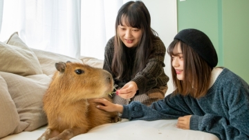Pengunjung bermain dengan kapibara di Capy Neko Cafe