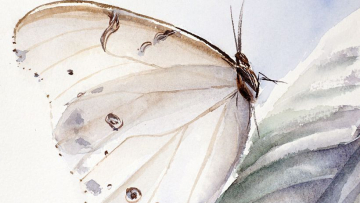 567c5c9a8654ed266fdd2fa99638c03a