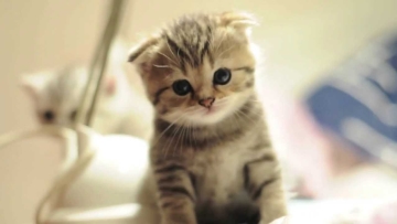 Cute-Scottish-Fold-Kitten