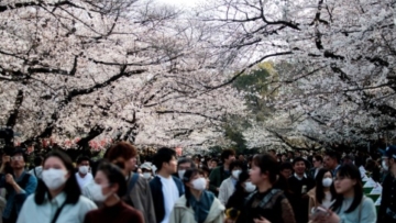 Hanami 2020 (AFP via japantoday.com)
