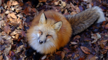 Rubah di Zao Fox Village Rubah di Zao Fox Village