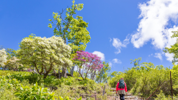Spring in Japan (https://blog.gaijinpot.com/)