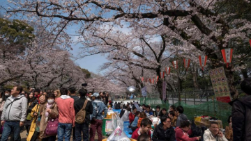 Orang-orang menikmati bunga sakura pada tahun lalu di Ueno Park; tahun ini festival sakura dibatalkan (asiaone.com)