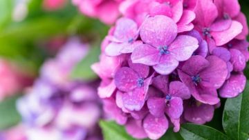 Hydrangea Hydrangea