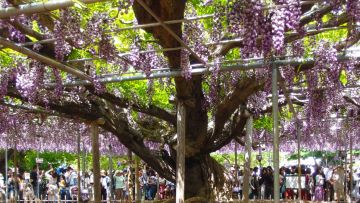 Pohon wisteria berusia 600 tahun 