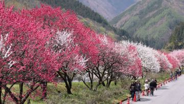 Ilustrasi wisata Jepang