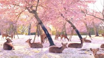 Rusa Nara Park bersantai di bawah pohon sakura Rusa Nara Park bersantai di bawah pohon sakura