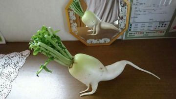 Daikon Seksi Daikon Seksi