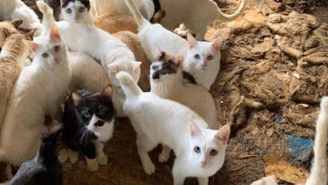 Penimbunan Hewan,Animal Hoarding, Kucing di Jepang