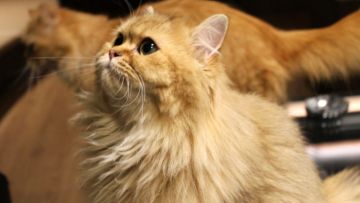 Orang Jepang kucing japanesestation.com