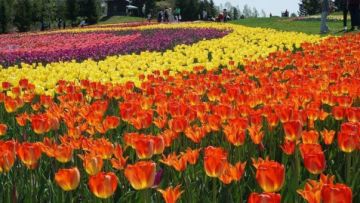 bunga musim panas Hokkaido japanesestation.com