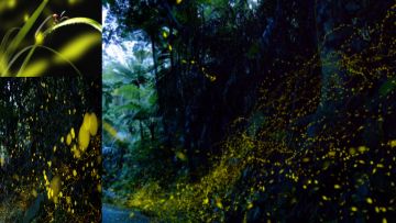 Hotaru park Hotaru Park firefly sightviewing