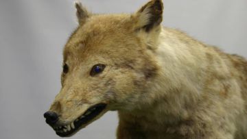 serigala Jepang punah japanesestation.com