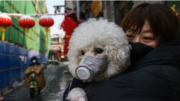 covid-19 anjing peliharaan japanesestation.com