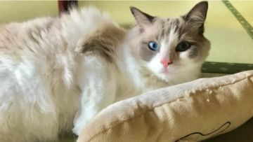 kucing ryokan Jepang japanesestation.com