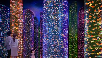 Museum Art Aquarium Nihonbashi museum pertama Nihonbashi japanesestation.com