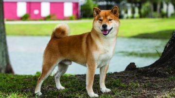 Ilustrasi Shiba Inu shiba inu