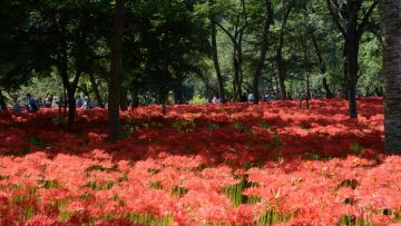 Red spider liliy Jepang japanesestation.com