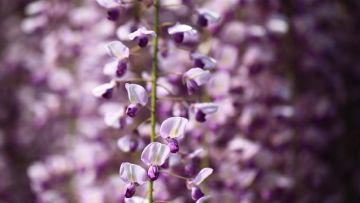 bunga asli Jepang japanesestation.com