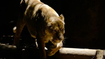 kebun binatang Jepang sisi gelap japanesestation.com