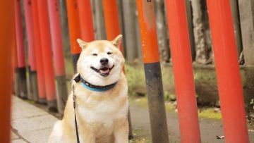 Maru Shiba Inu maru instagram pet