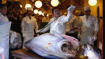 Sushi Chef dan Tuna Sirip Biru Sushi Chef dan Tuna Sirip Biru