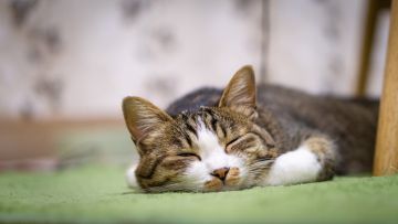 Kucing  hewan peliharaan jepang japanestation.com