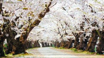 bunga sakura jepang hirosaki japanesestation.com