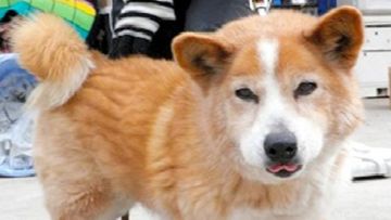 Anjing Rose Bencana nuklir di Fukushima