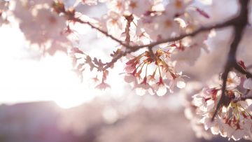 Bunga sakura bunga sakura jepang lebih awal japanesestation.com