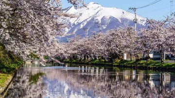 Foto Bunga Sakura Foto Bunga Sakura