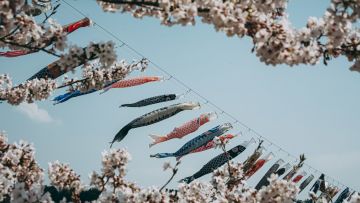 Koinobori hari anak di jepang fakta japanesestation.com