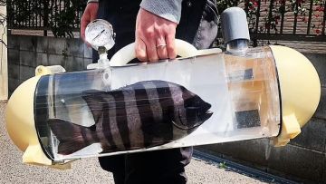 Tangki ikan unik Jepang Bawa ikan hidup dengan tangki unik ini untuk membuat sushi segar di rumah japanesestation.com