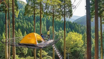 Tree Picnic Adventure Tree Picnic Adventure