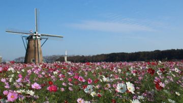 Sakura Furusato Square