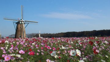 Sakura Furusato Square