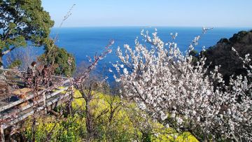 Sakura di Acao Forest Atami, Shizuoka, Jepang