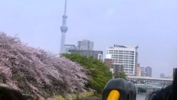 Skyduck Tokyo Tokyo Skytree Course Sakura Week, Soranews24