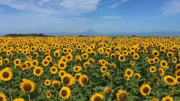 Bunga Matahari di Yokosuka Soleil Hill, Kanagawa