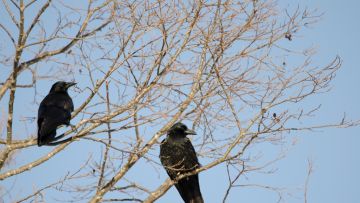 Burung Gagak di Jepang