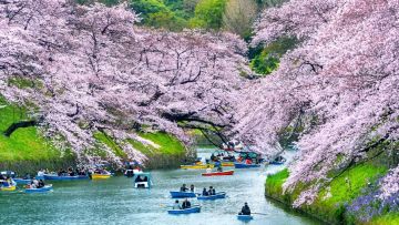 Bunga sakura di Chidorigafuchi park, Tokyo (freepik/tawatchai07) Bunga sakura di Chidorigafuchi park, Tokyo (freepik/tawatchai07)
