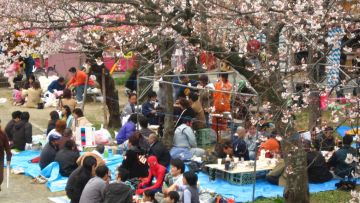 Suasana Hanami di Jepang (flickr/Muhammad Rofiq)