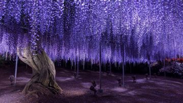 Indahnya pohon Wisteria berusia 160 tahun (Timeout). Indahnya pohon Wisteria berusia 160 tahun (Timeout).