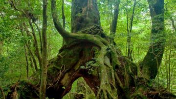Yakushima (Japan Travel). Yakushima (Japan Travel).