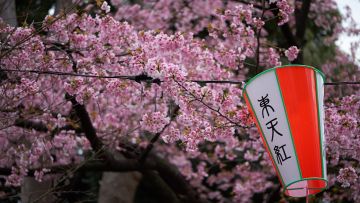 5 Festival Bunga Sakura yang Paling Ditunggu di Jepang 5 Festival Bunga Sakura yang Paling Ditunggu di Jepang