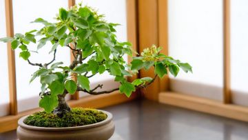 Bonsai, karya seni yang menggabungkan keindahan alam (Pakutaso/Shioshio) Bonsai, karya seni yang menggabungkan keindahan alam (Pakutaso/Shioshio)