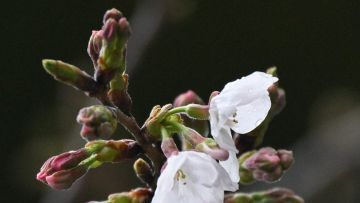 Bunga Sakura pertama di Kuil Yasukuni, Tokyo (Koichiro Tezuka/Mainichi). Bunga Sakura pertama di Kuil Yasukuni, Tokyo (Koichiro Tezuka/Mainichi).