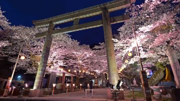 Kinugawa Onsen Cherry Blossom Festival (JNTO)